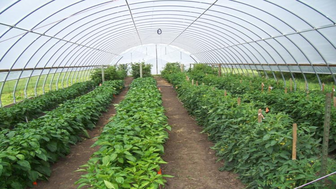 Importance Of Pesticides In Greenhouses