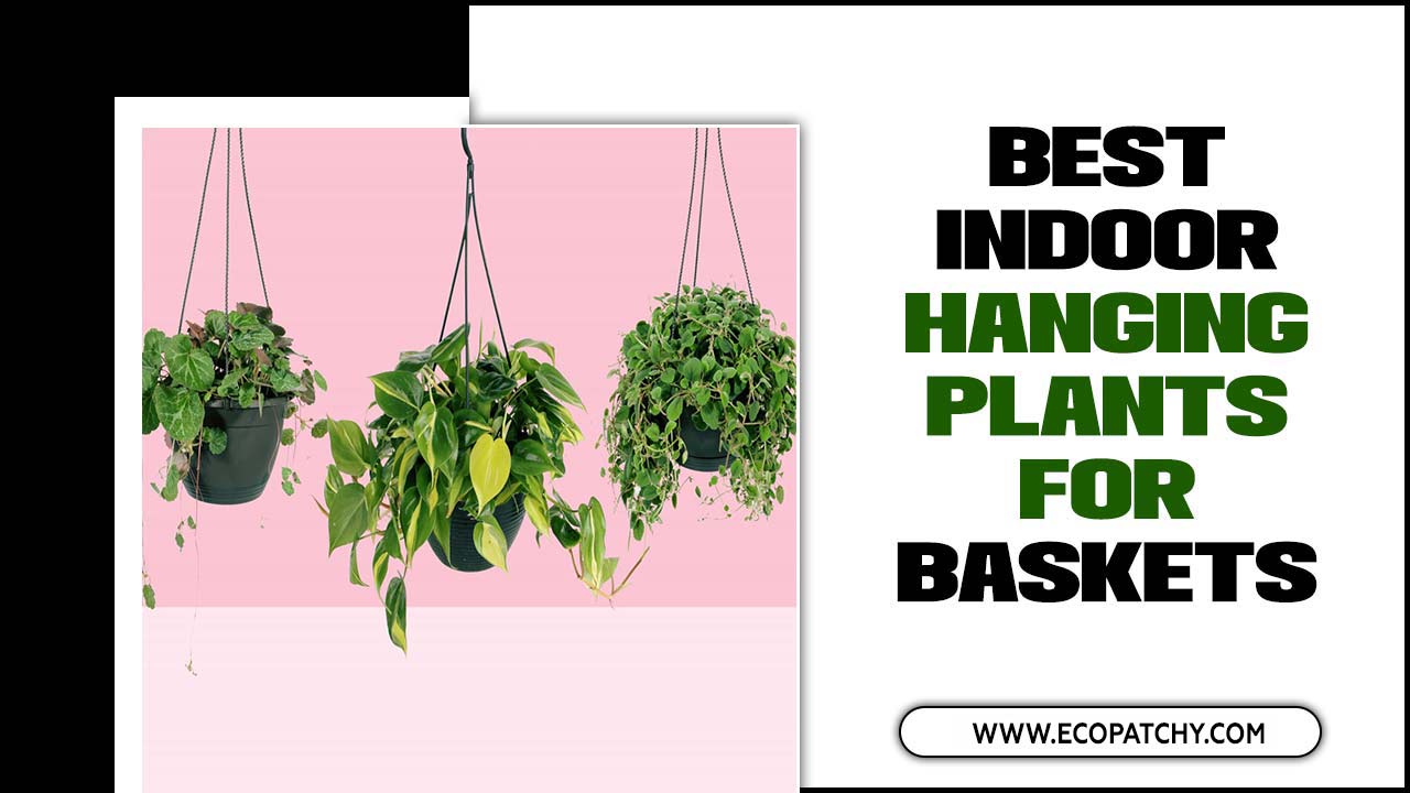 Indoor Hanging Plants For Baskets