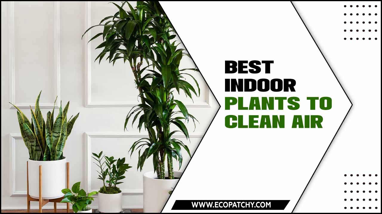 Indoor Plants To Clean Air