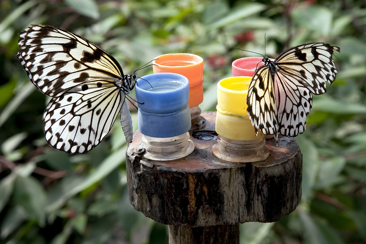 Innovative Ideas For Butterfly Watering Stations