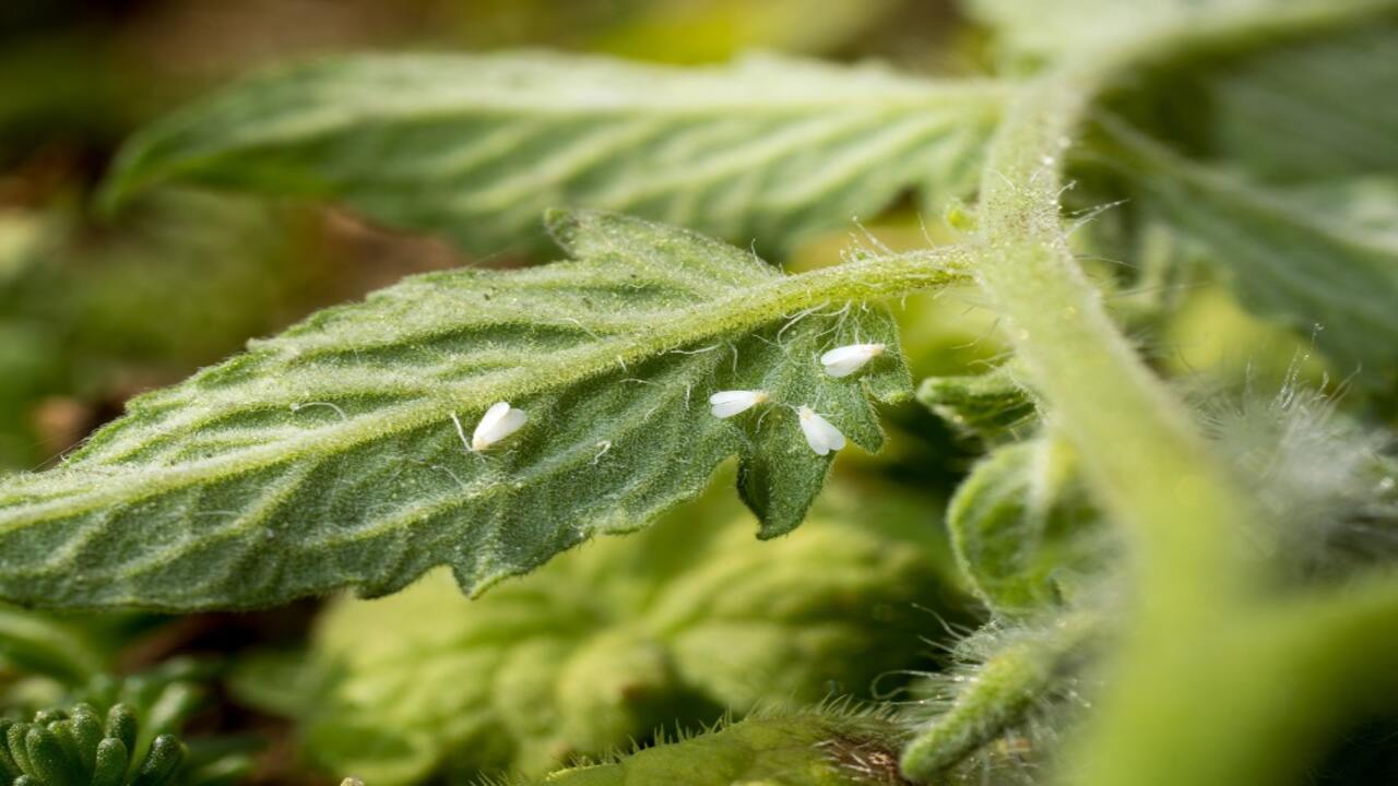 Integrated Pest Management (Ipm) Strategies For Whitefly Control