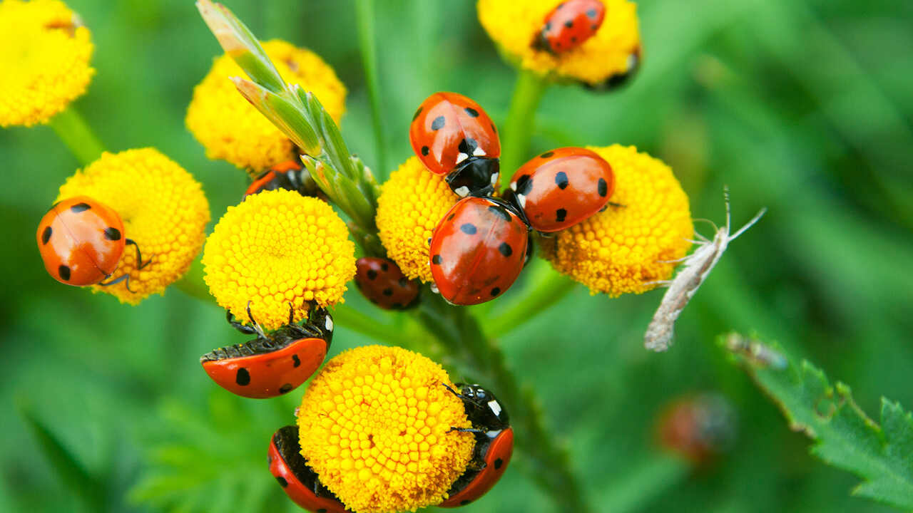 Introduce Beneficial Insects