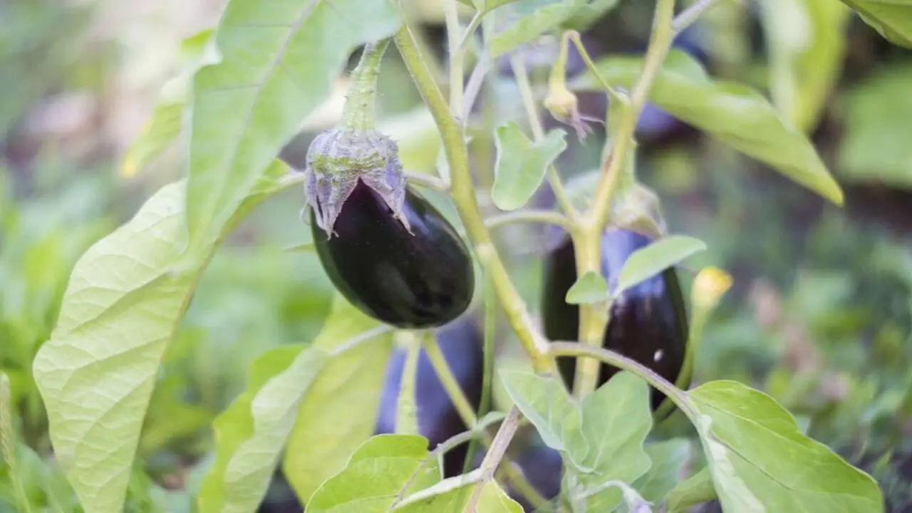 Is There A Perfect Sequence For Planting Eggplant And Its Companions