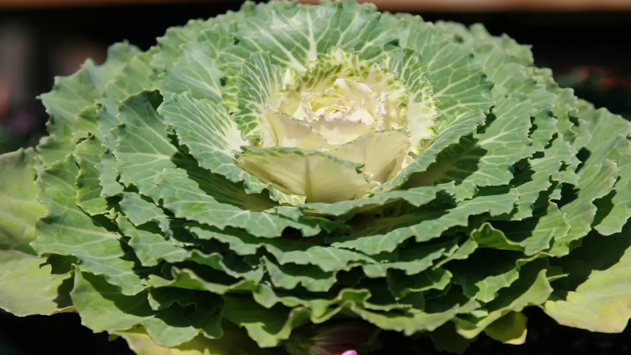 Kale (Brassica Oleracea Var. Acephalan)
