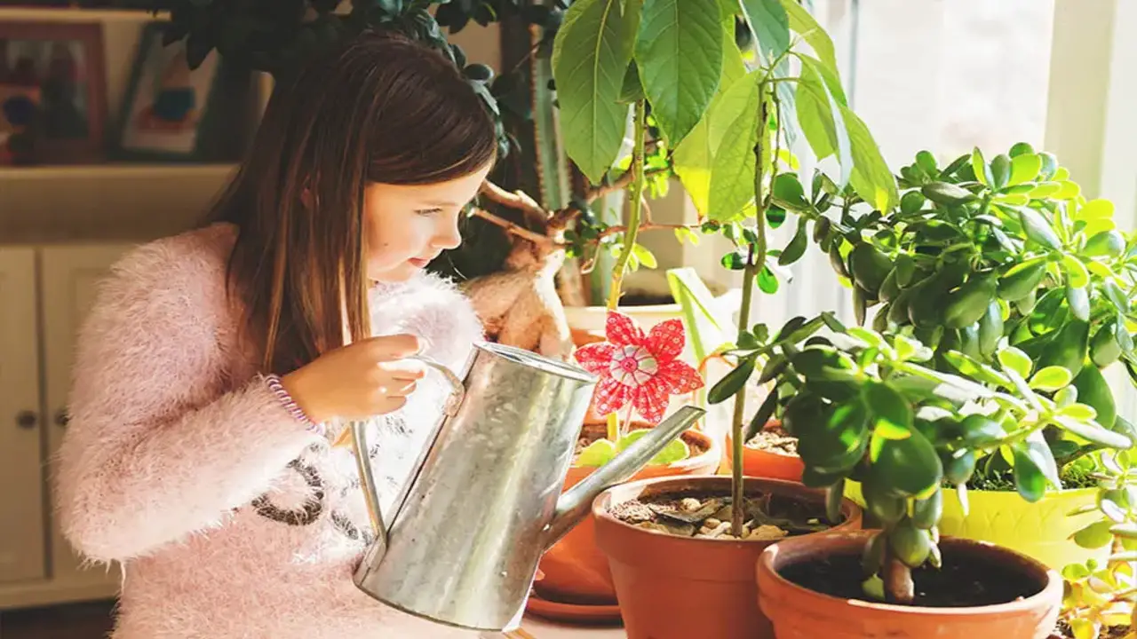 Key Benefits Of Growing Avocados Indoors