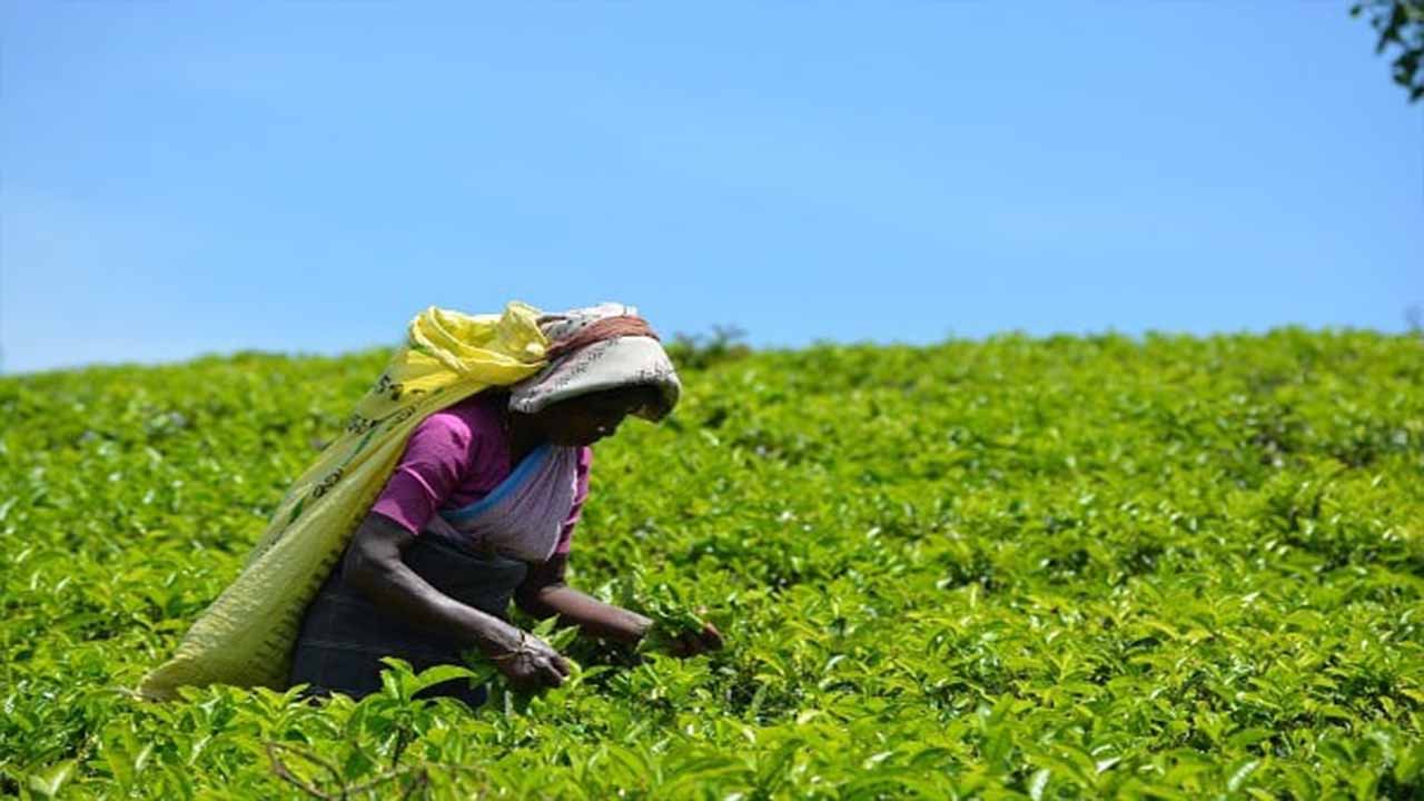 Launching The Project: Planning Your Tea Garden
