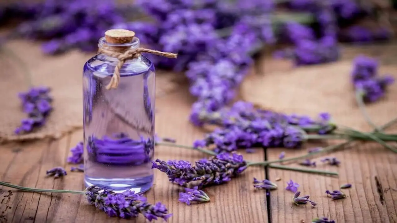 Lavender - Enhance Aroma
