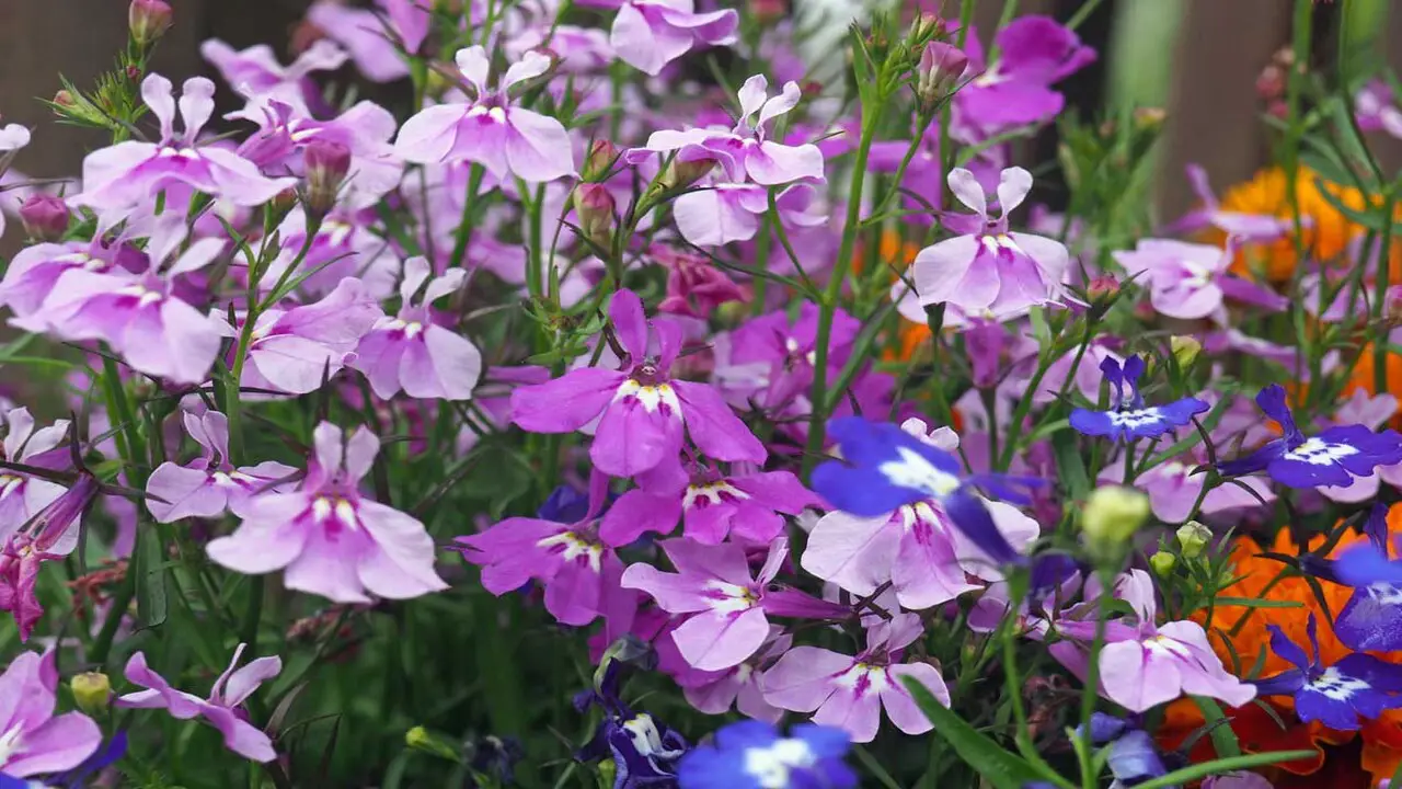 Lobelia - An Ideal Container Plant