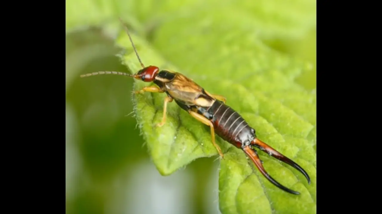 Long-Term Strategies For Earwig Control And Prevention