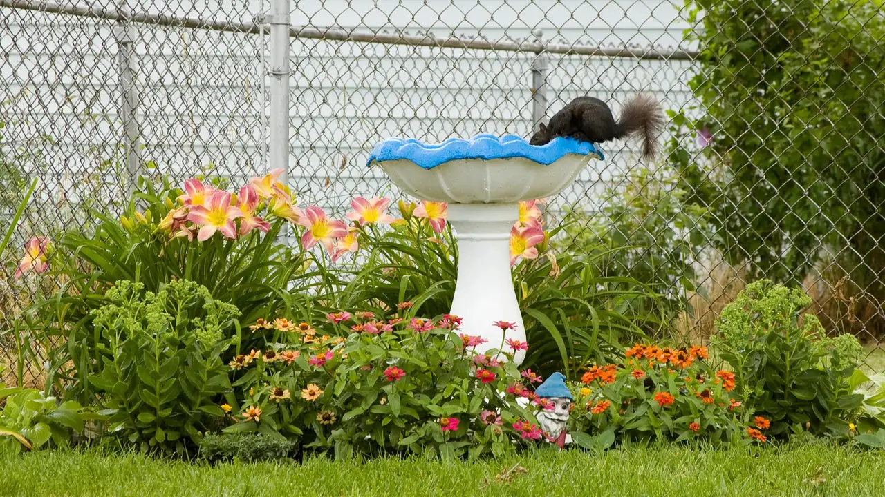 Maintaining A Sustainable Garden Tips For Long-Term Squirrel Prevention And Garden Care