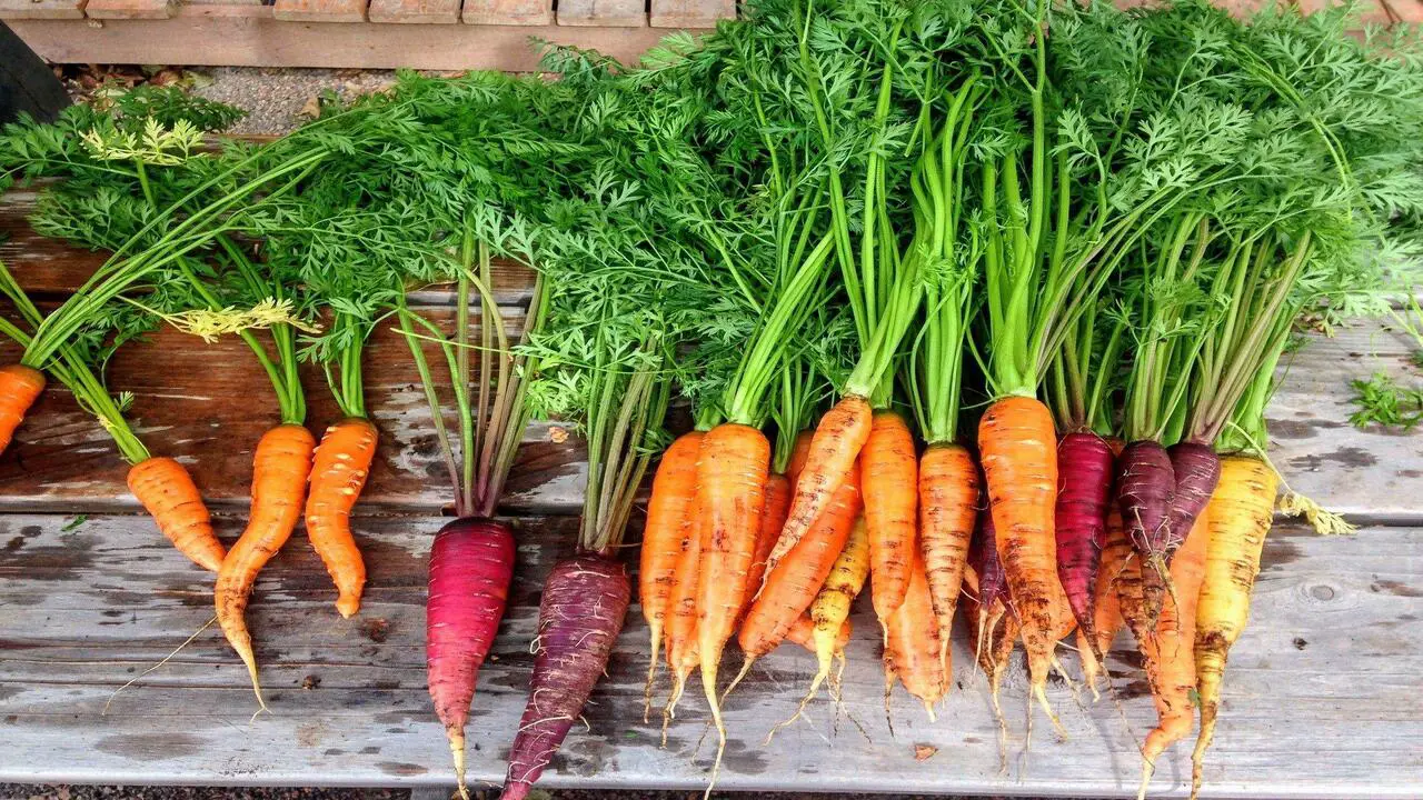 Maintaining Your Container-Grown Carrots