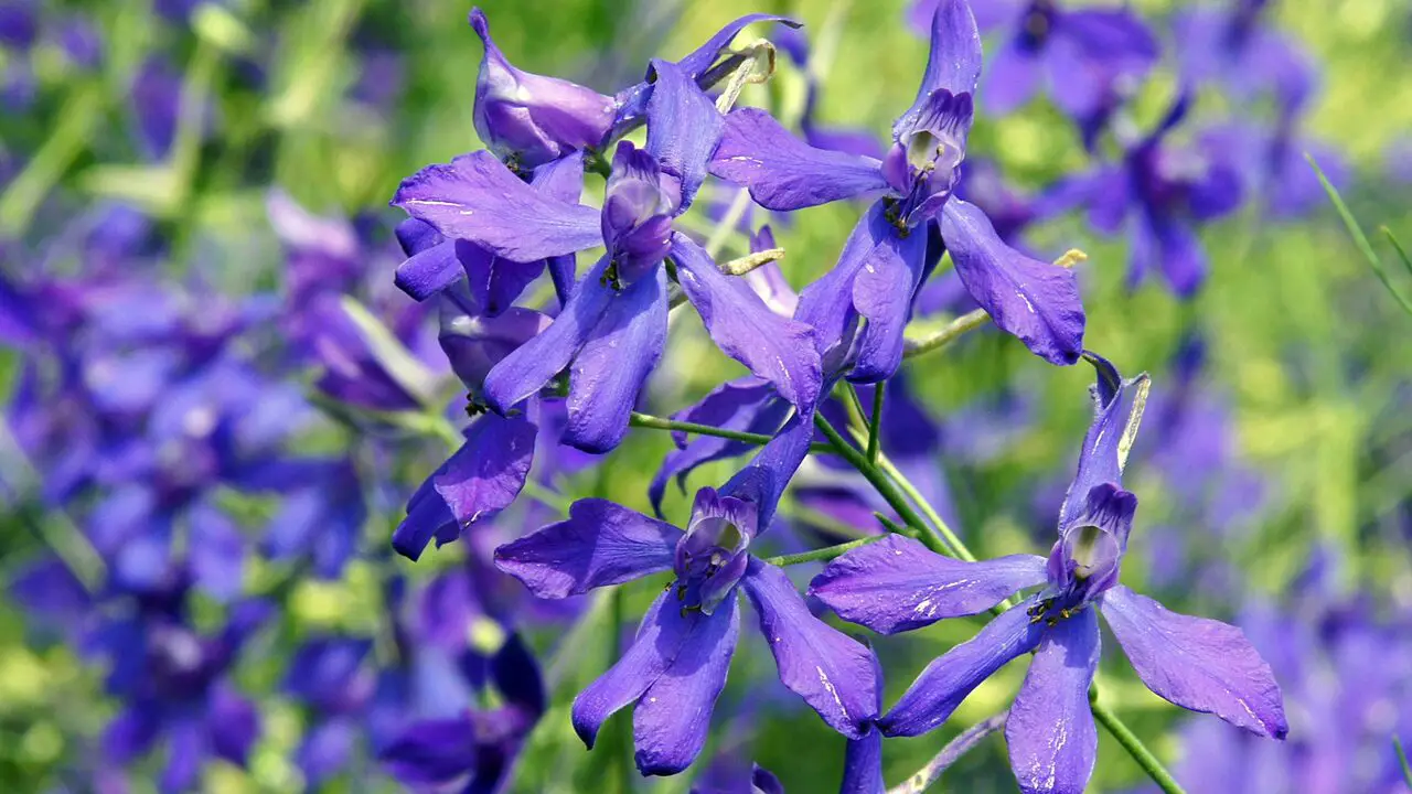 Maintenance And Pruning Of Larkspur Flowers