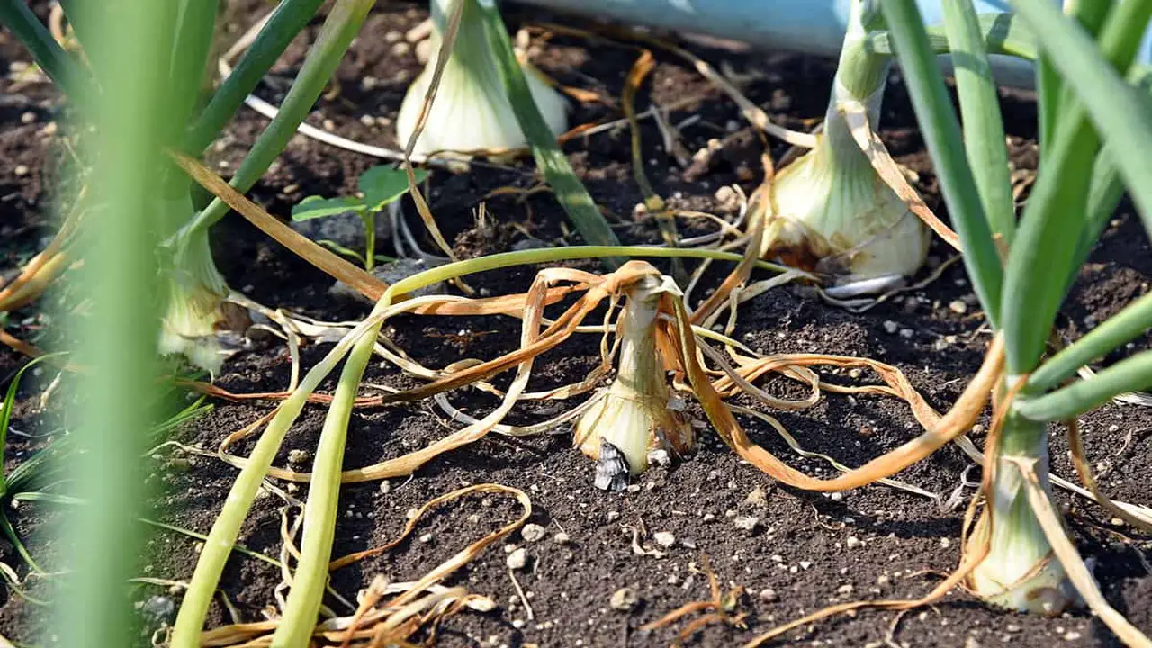 Managing Pests And Diseases In Container-Grown Onions