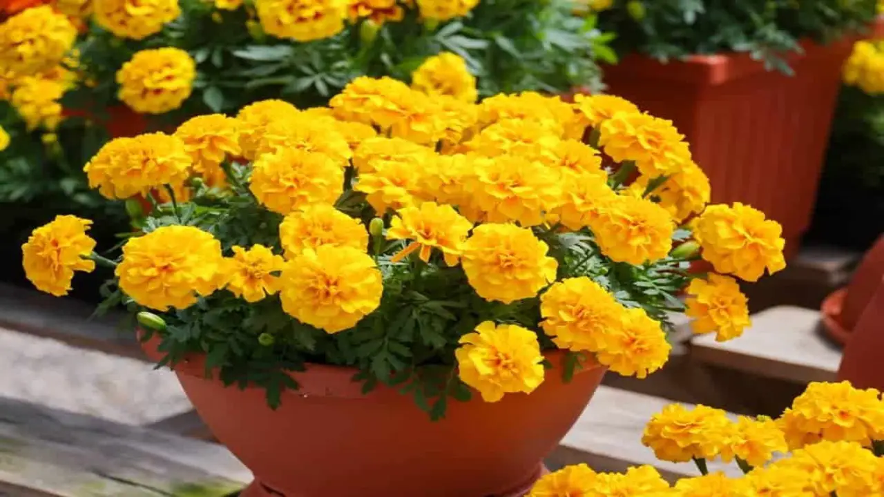 Marigolds - An Easy-To-Grow Blooms