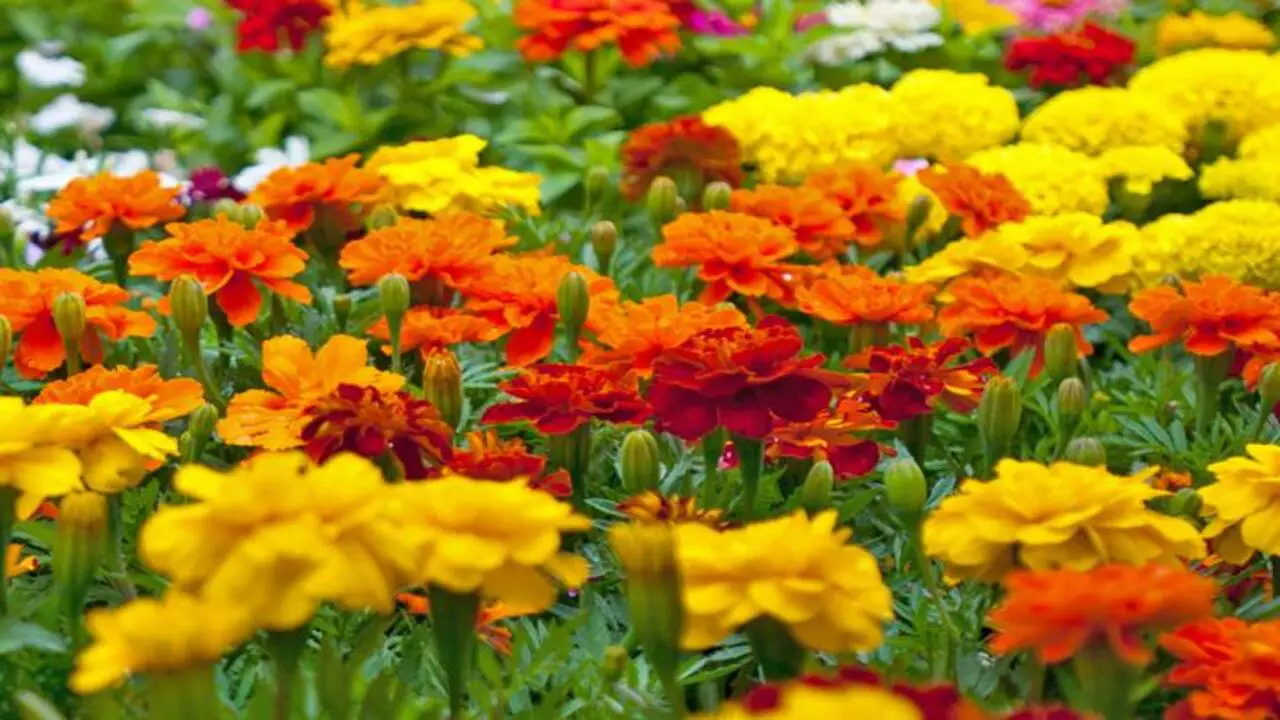Marigolds - Boosting Color And Pest Protection