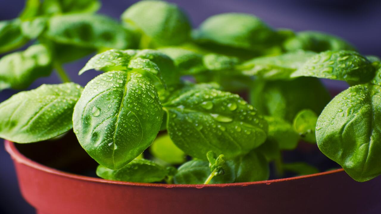 Marketing And Selling Your Basil Crop