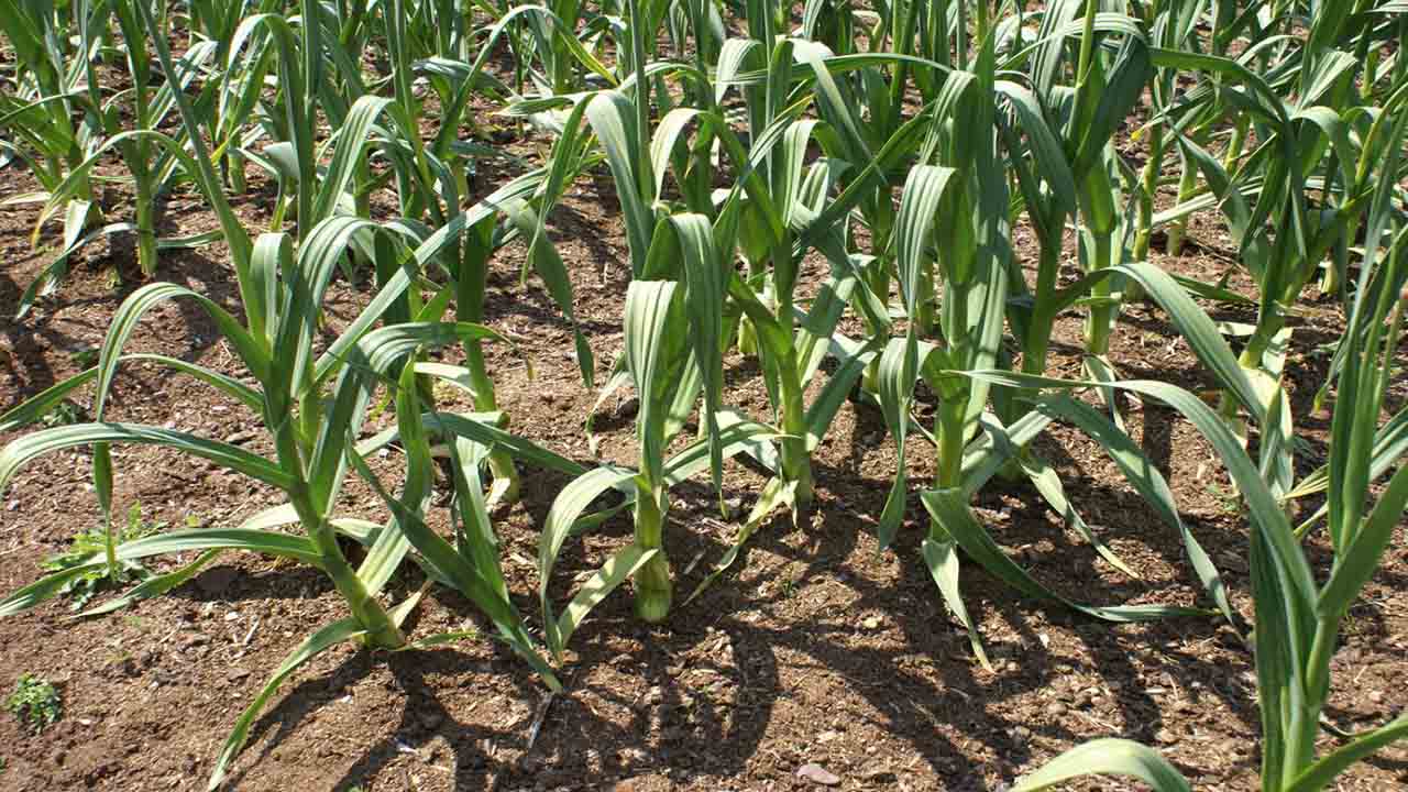 Maximizing Your Garden's Productivity With Garlic Companion Planting