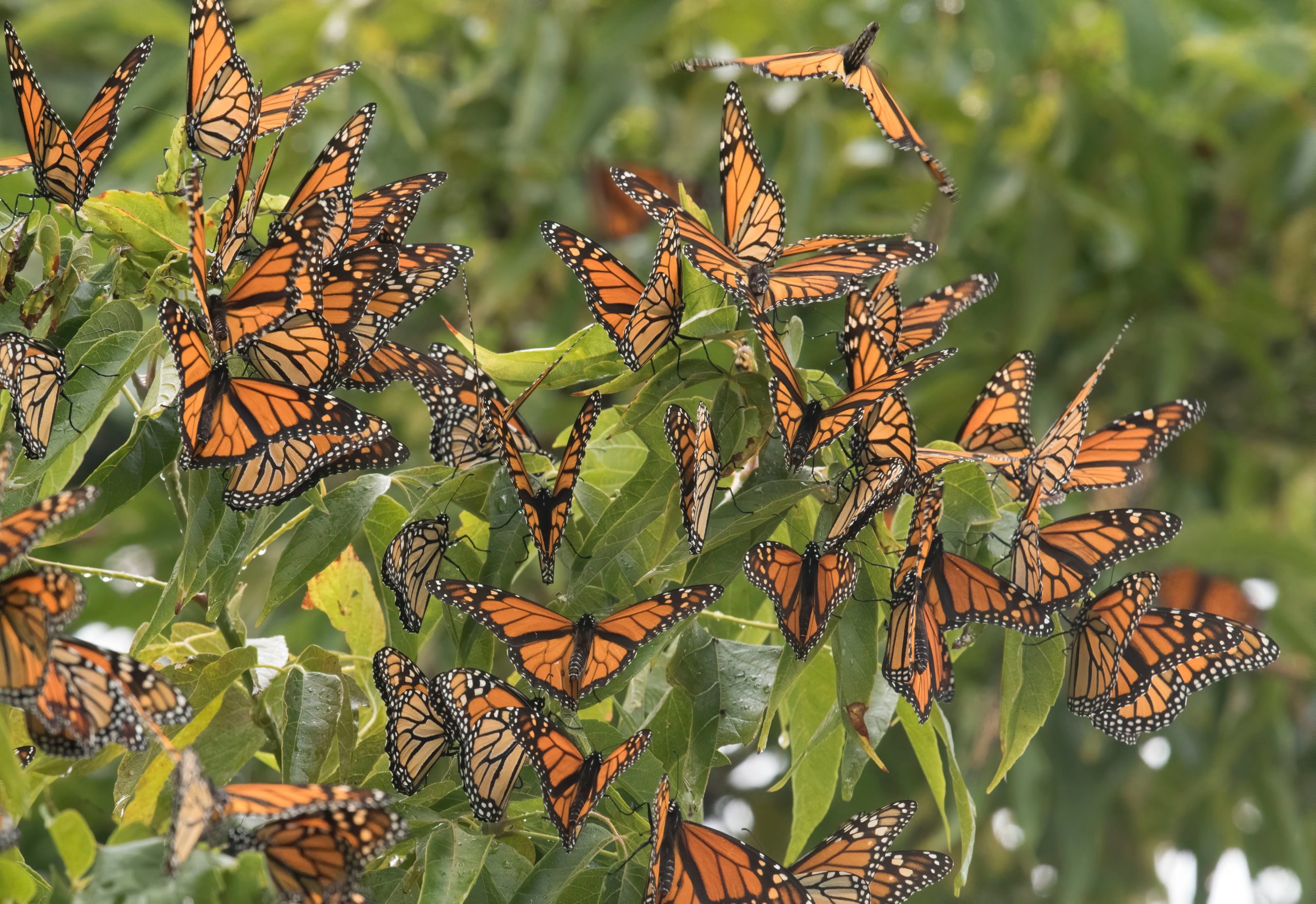 Monitoring And Observing Monarch Butterflies In Your Garden