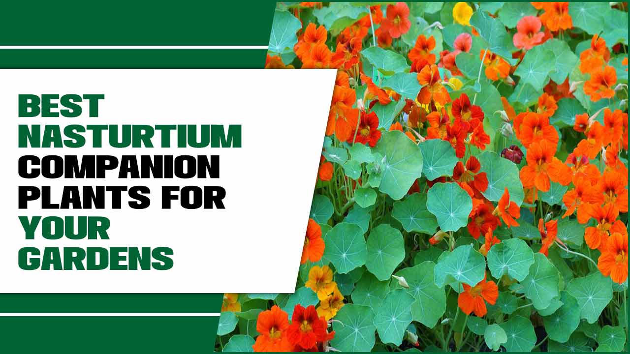 Nasturtium Companion Plants