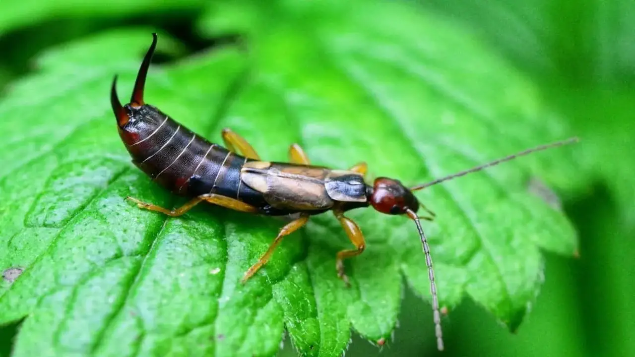 Natural Predators And Beneficial Insects To Control Earwigs