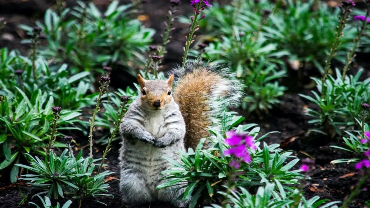 Natural Repellents Planting Squirrel-Resistant Plants