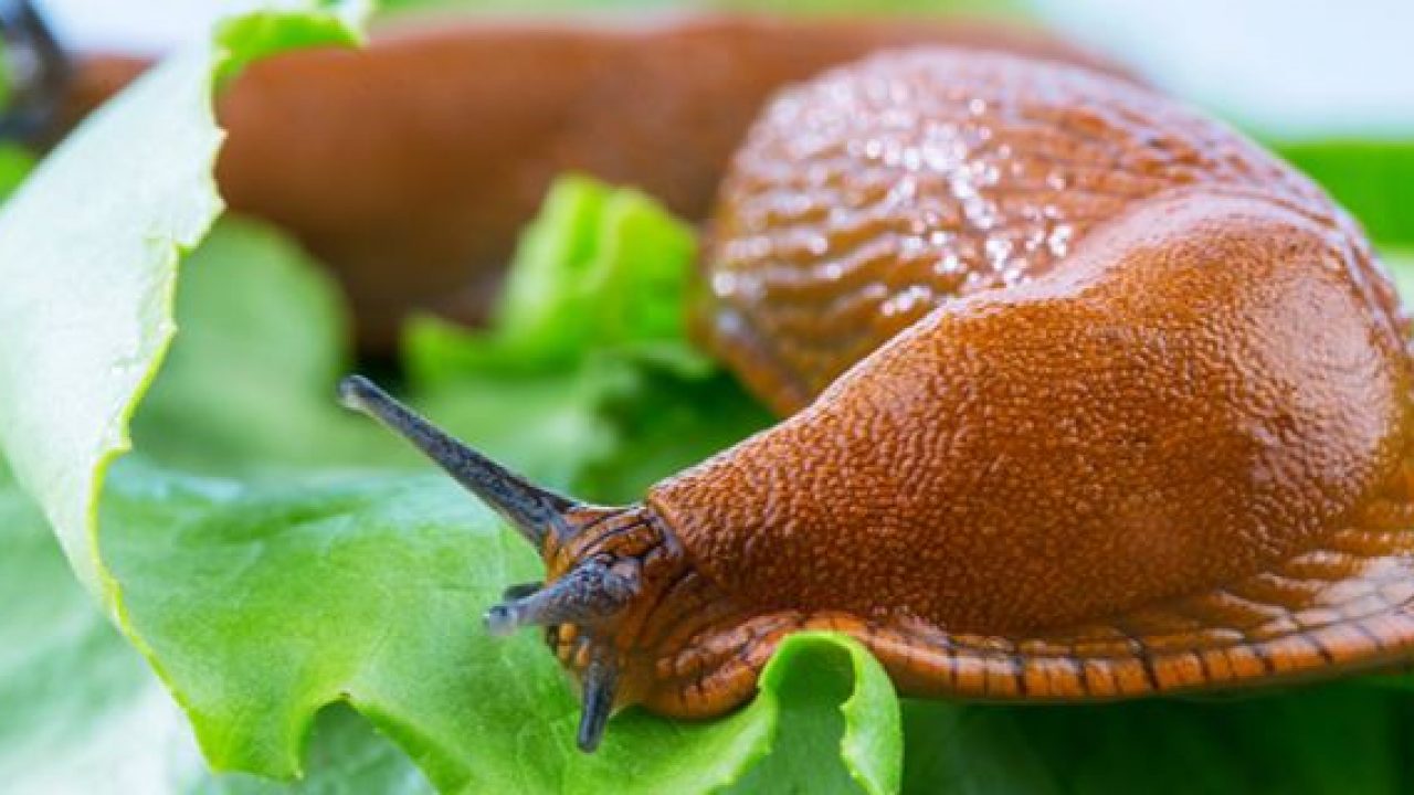 Natural Slug And Snail Repellents