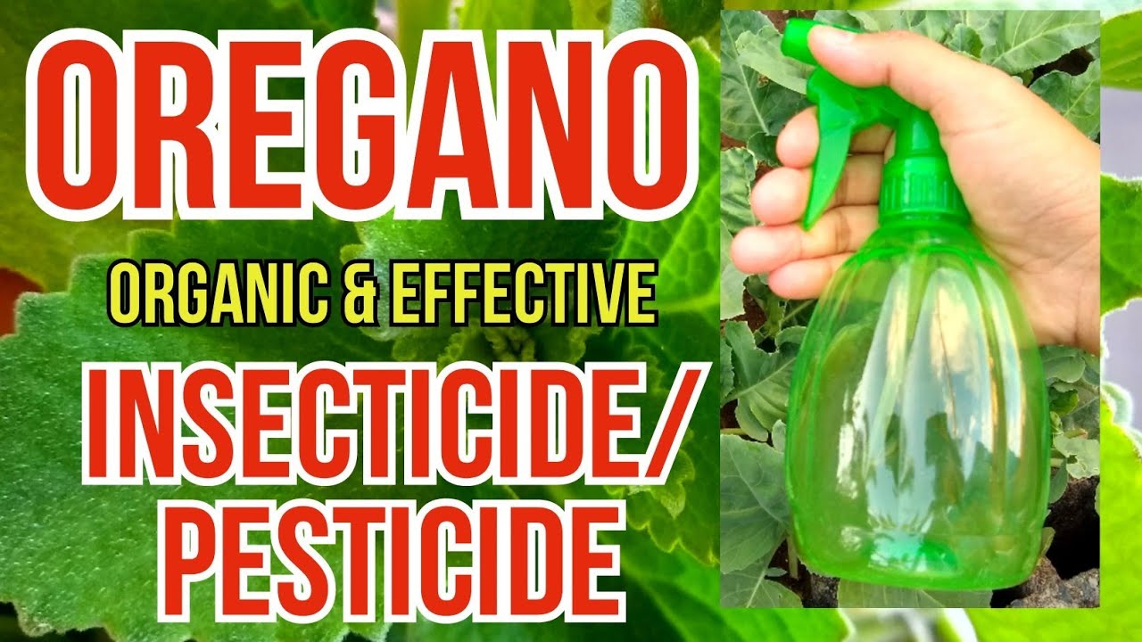 Oregano As A Natural Pest Repellent In The Garden