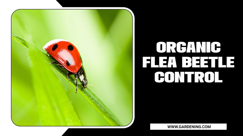 Organic Flea Beetle Control