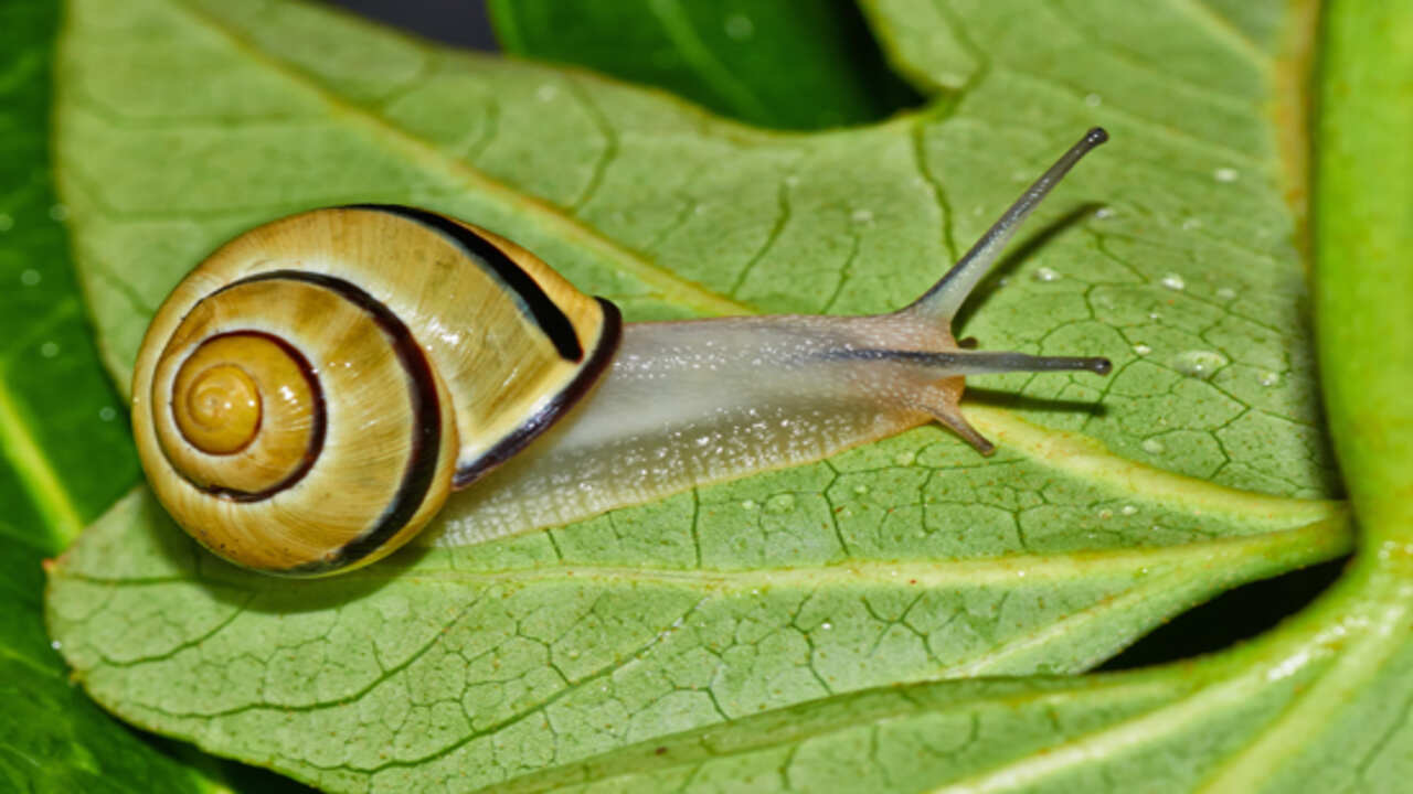 Organic Slug And Snail Control
