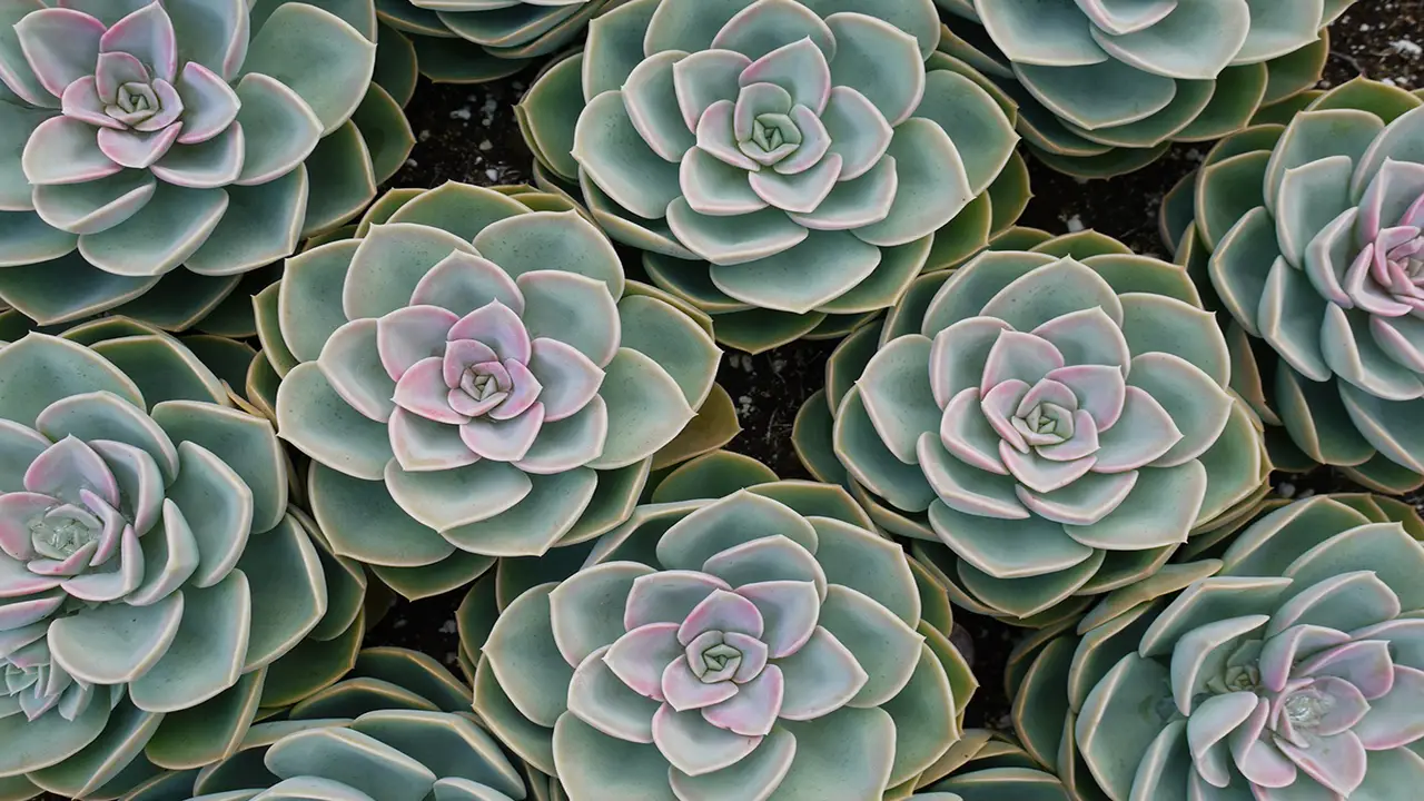 Patience And Persistence - Nurturing Your Succulents To Maturity