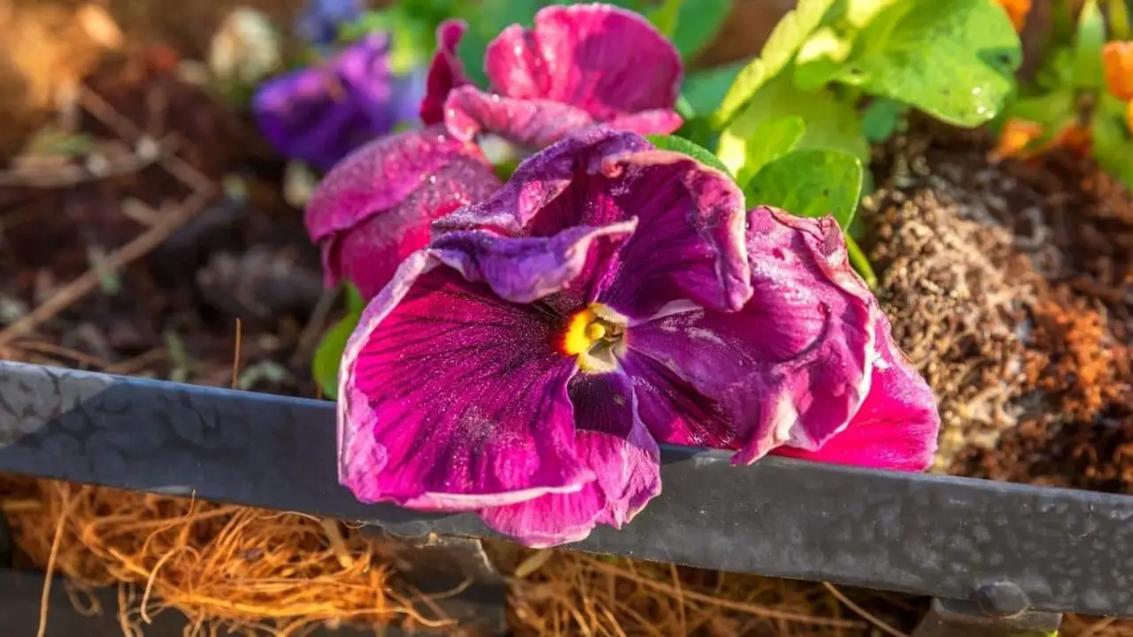 Pest And Disease Management For Pansies