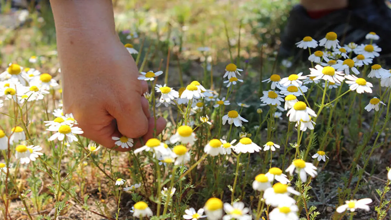 Pick The Chamomile Flowers