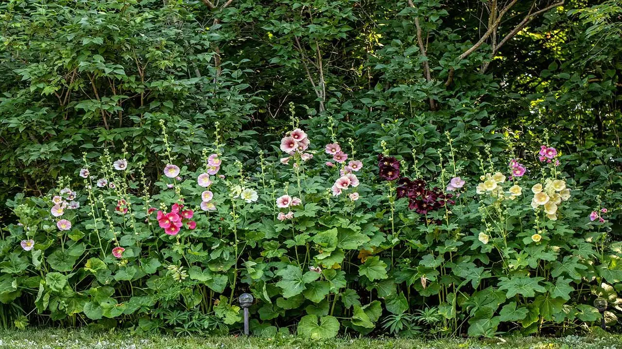 Plant Hollyhocks In The Right Growing Location