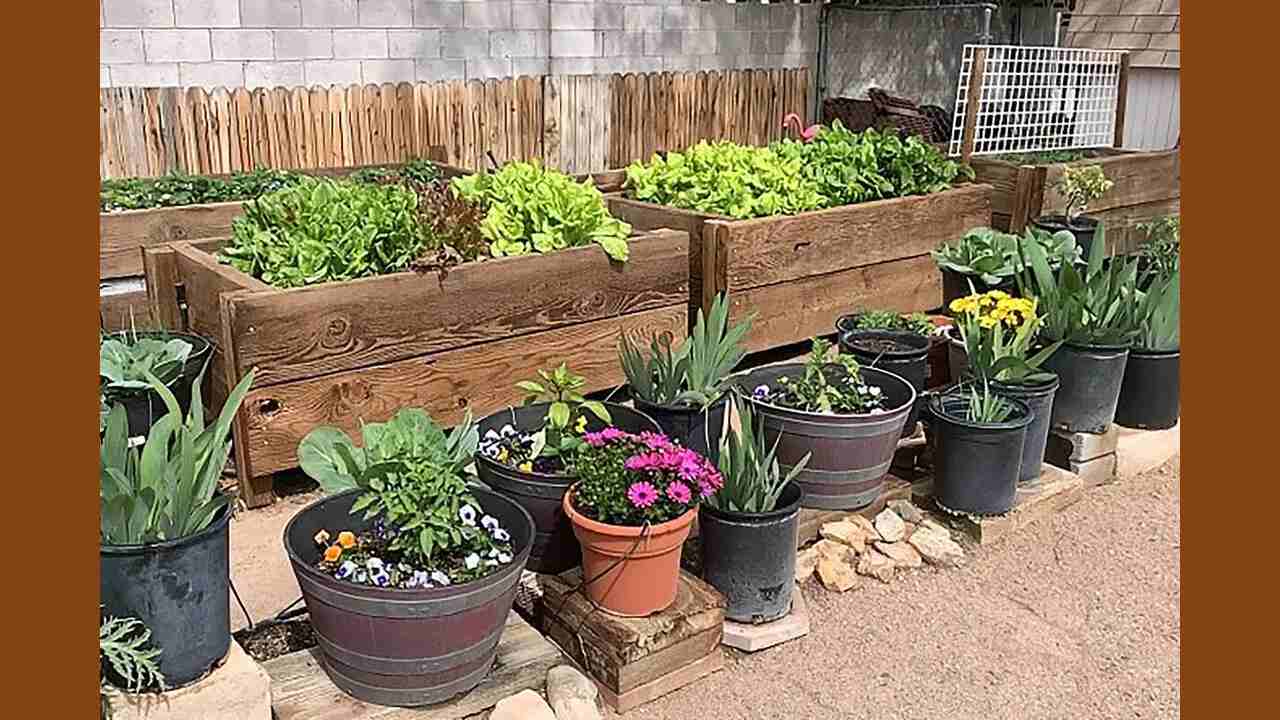 Plant In Containers Or Raised Beds