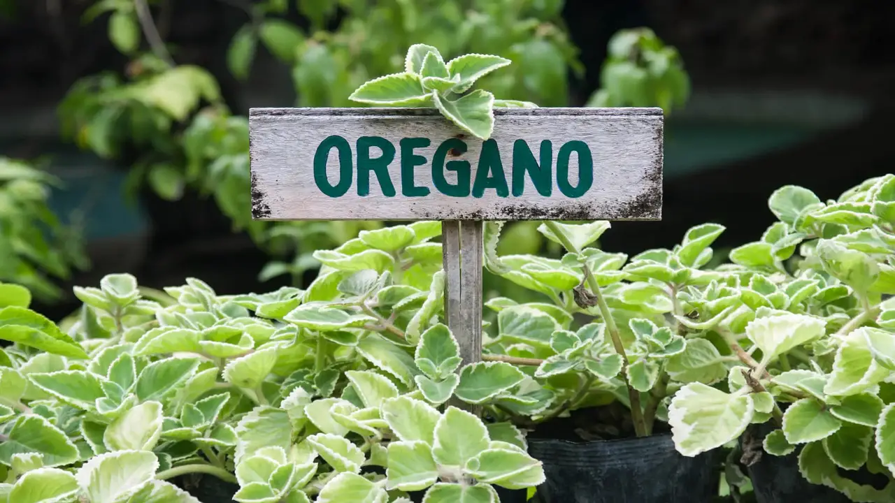 Plant The Oregano