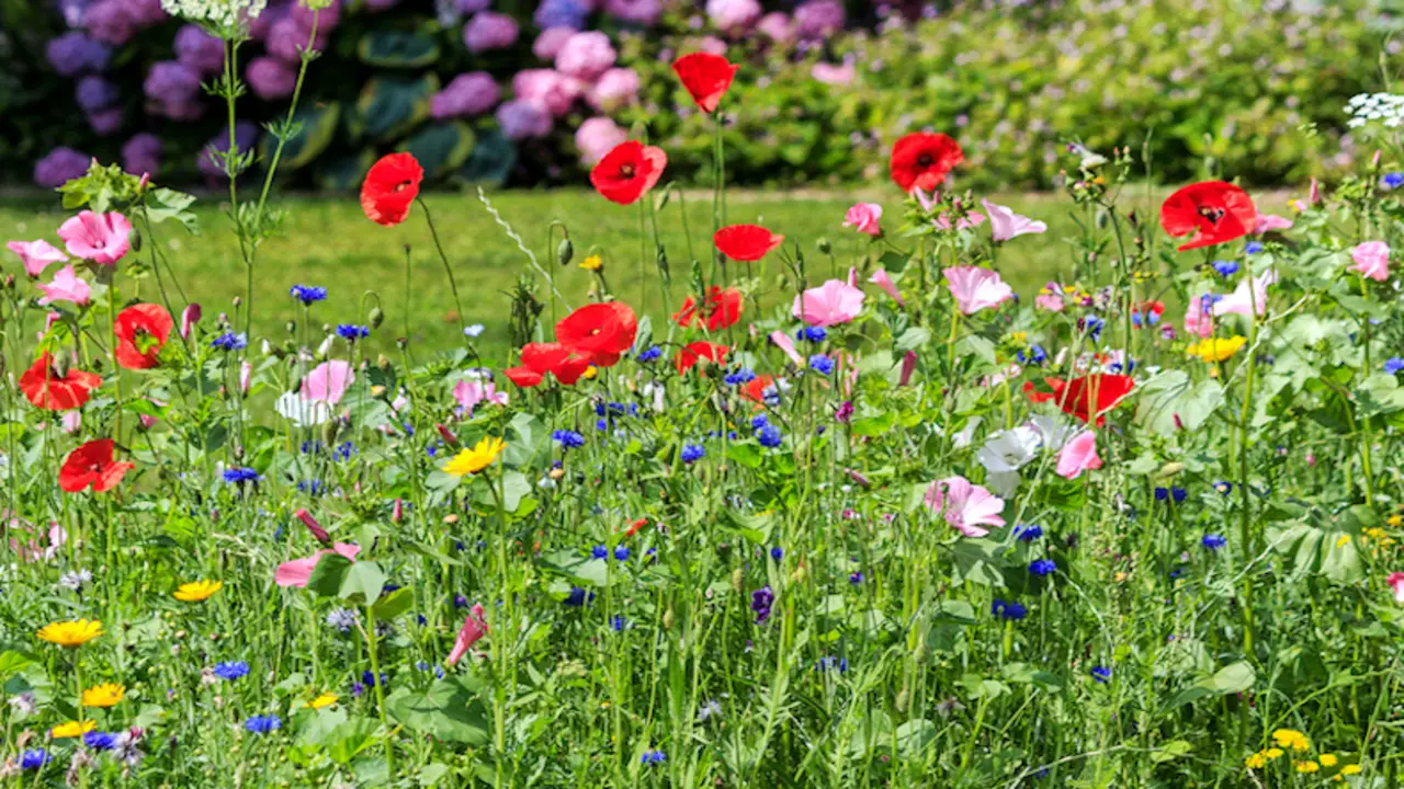 Plant The Wildflower Seeds Or Plants In A Sunny Spot