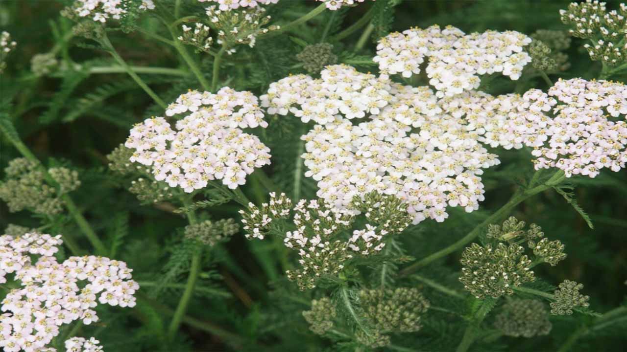Plant Yarrow Seeds Or Starts