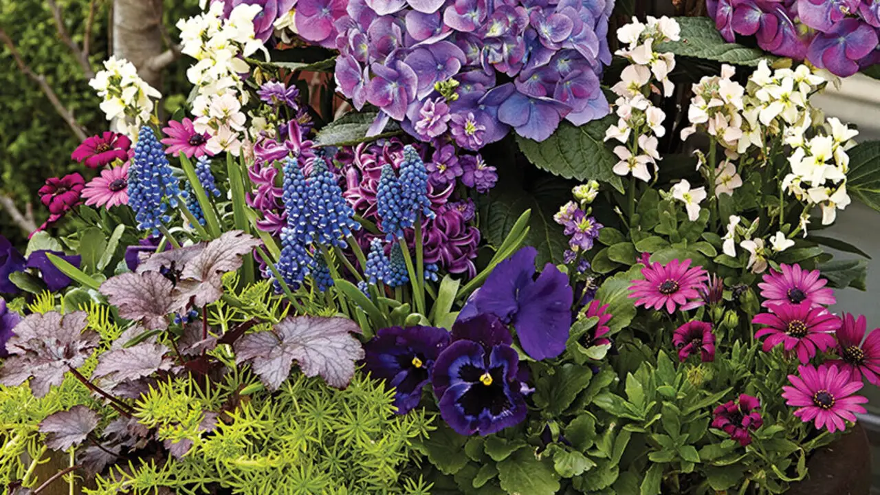 Plant Your Spring Containers And Borders