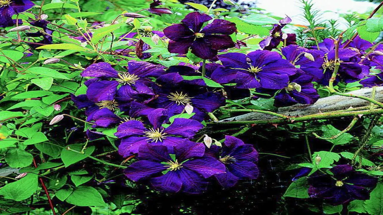 Planting And Care Tips For Clematis
