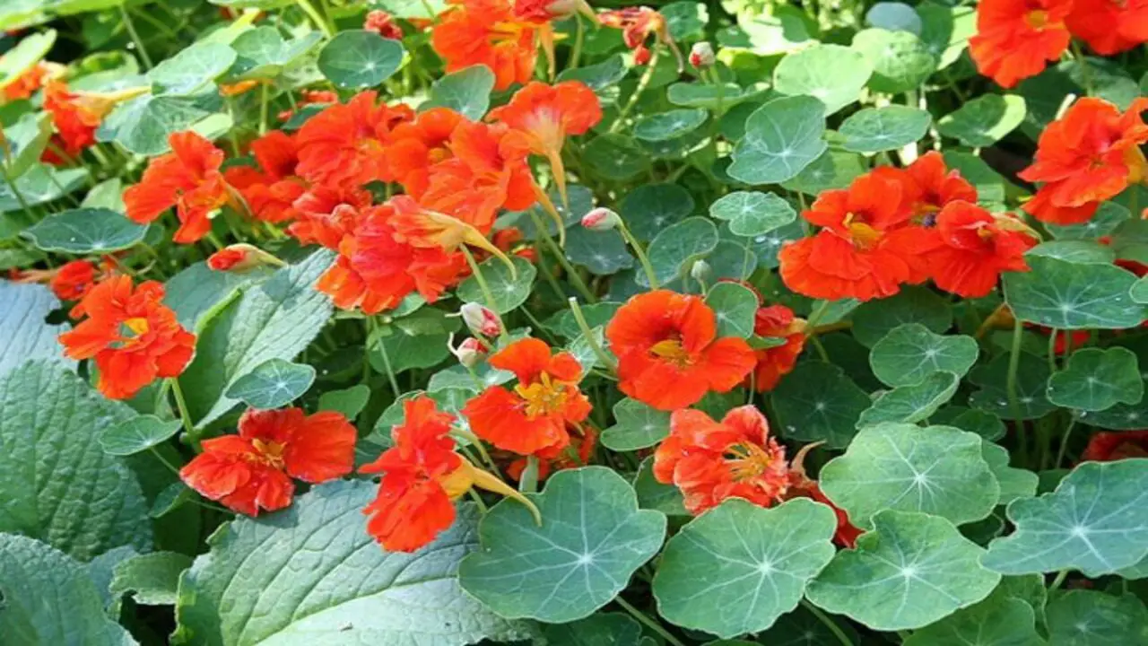 Planting And Caring For Nasturtiums And Their Companion Plants