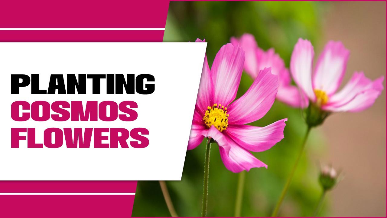 Planting Cosmos Flowers