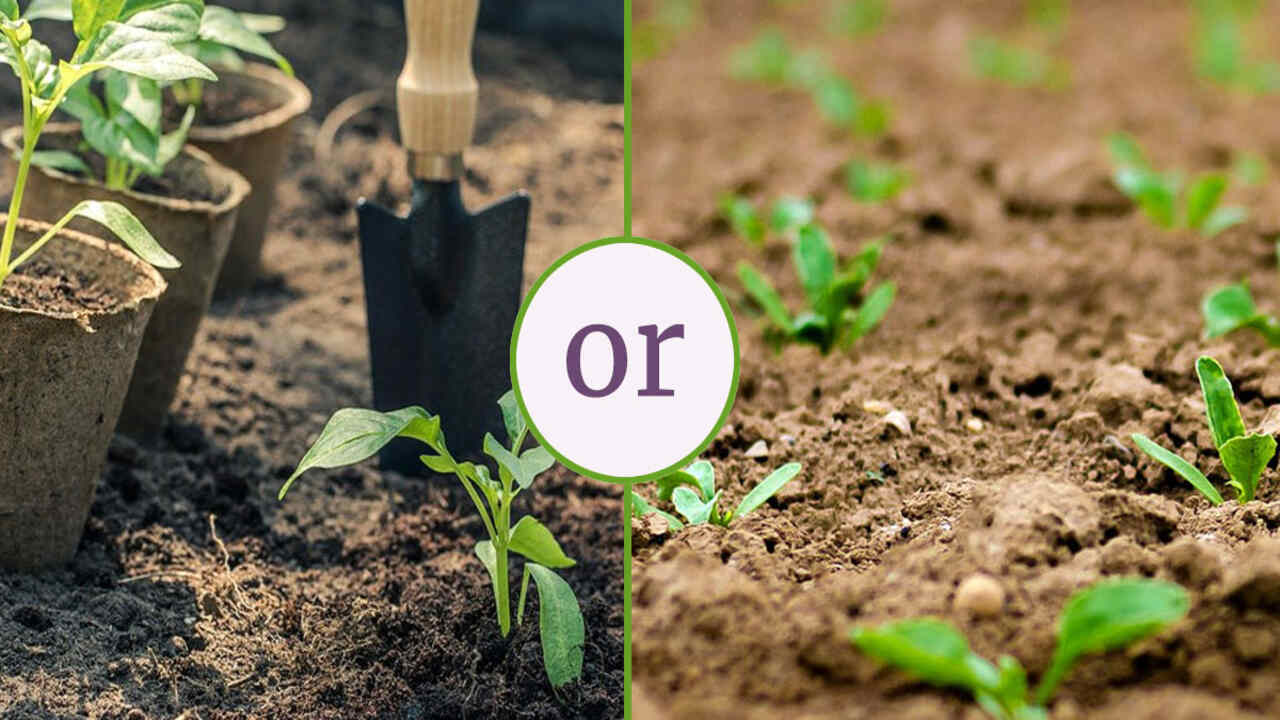 Planting From Seed Vs Transplants