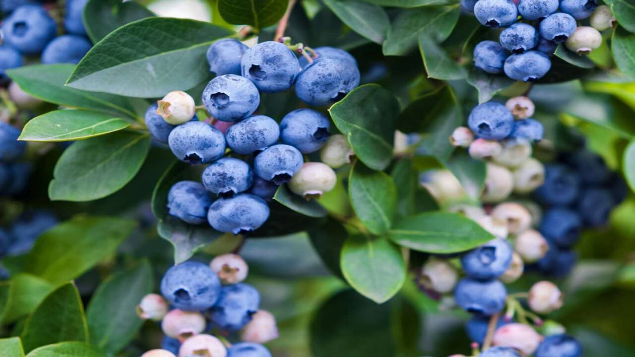 Planting The Blueberry Bush