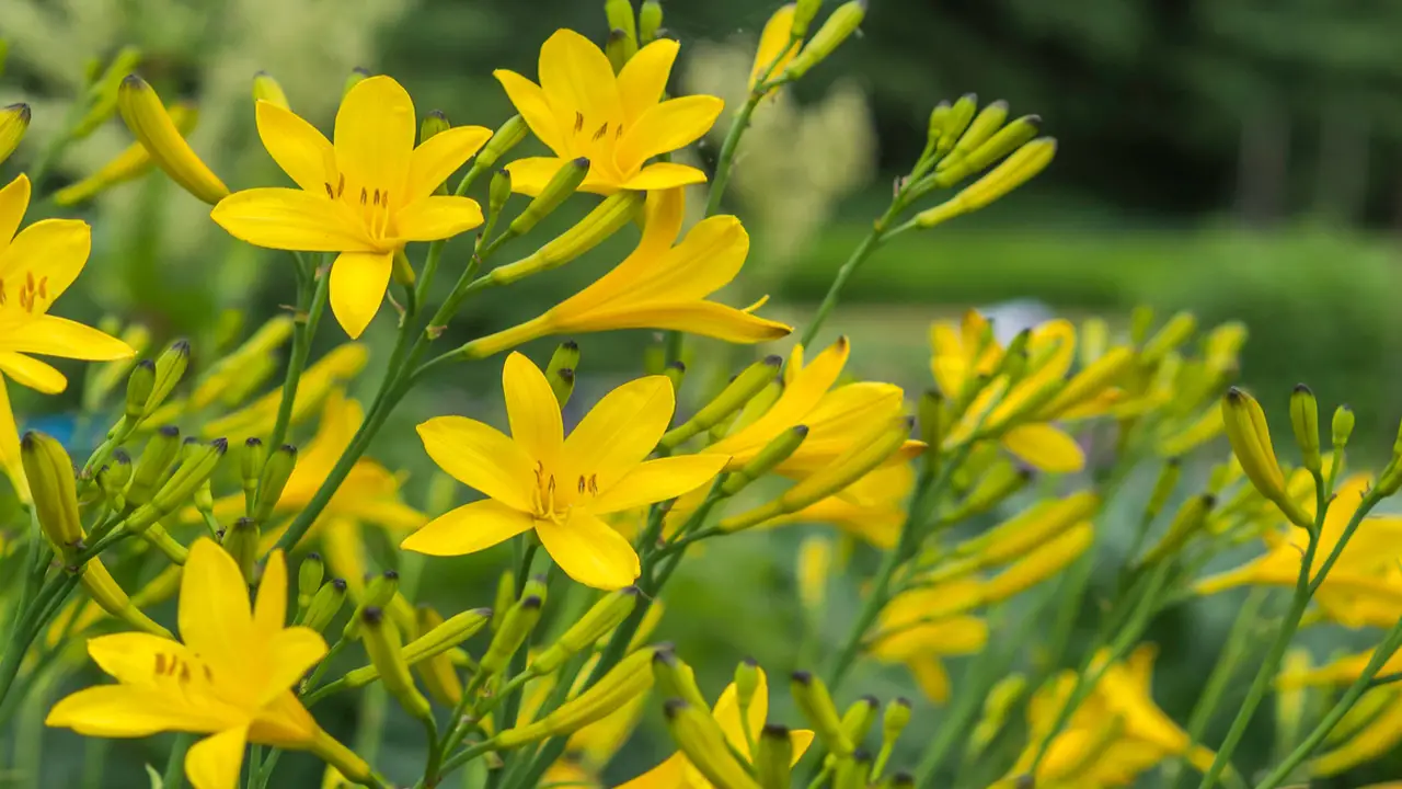 Planting Tips For Yellow Perennial Flowers