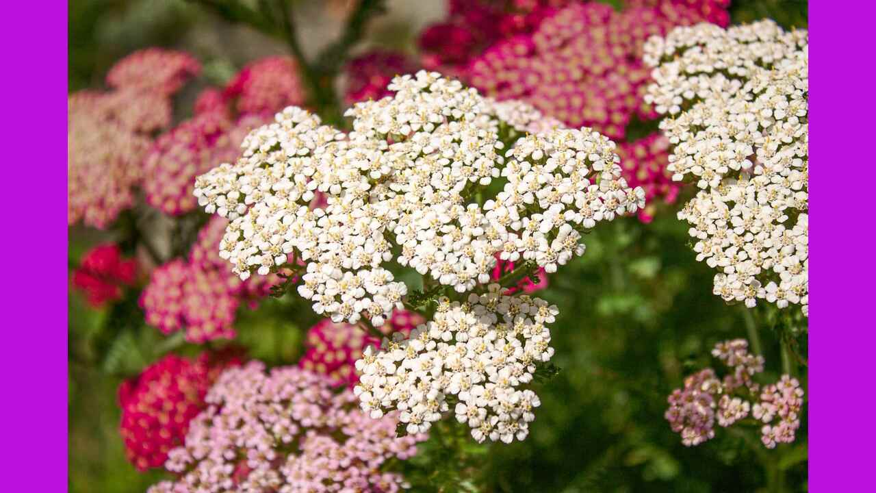 Planting Yarrow Made Easy: 10 Tips And Tricks For Garden Success