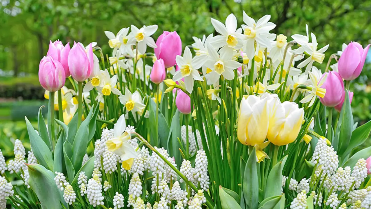 Planting Your Spring Bulbs With Carec
