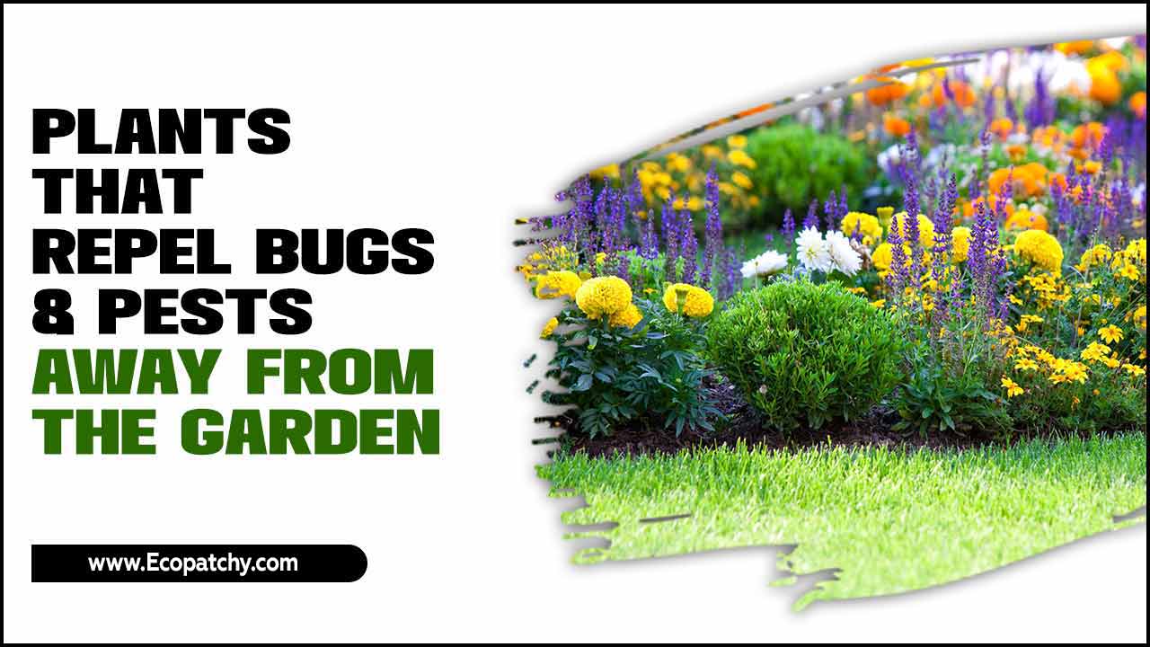 Plants That Repel Bugs & Pests Away From The Garden