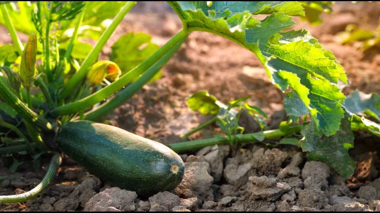 Plants To Avoid Planting With Zucchini