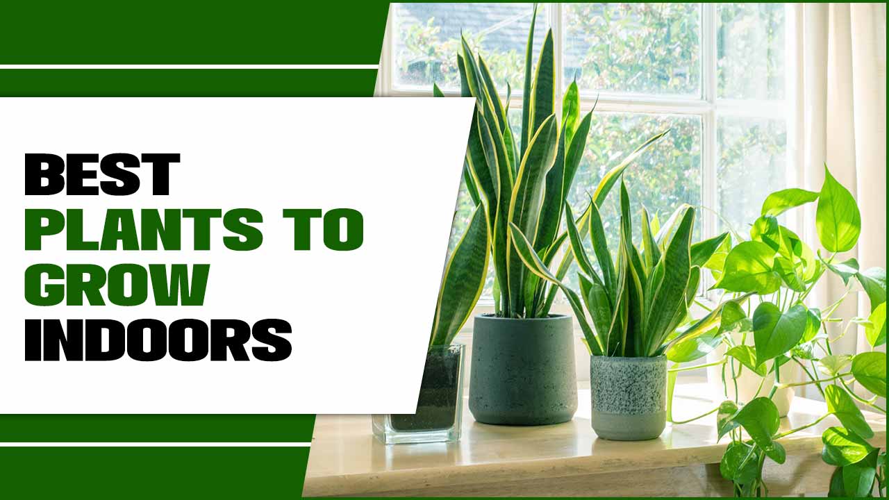 Plants To Grow Indoors