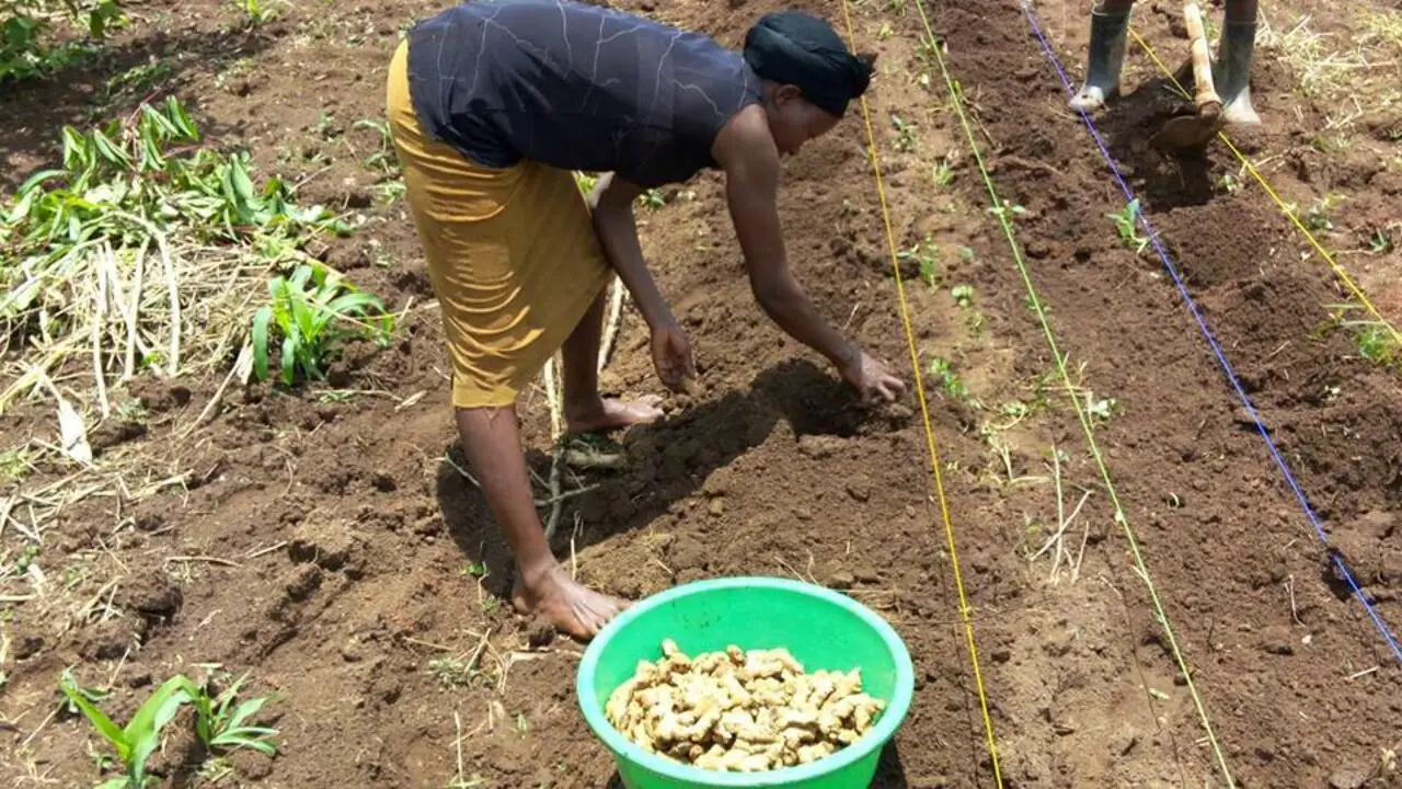 Preparing The Soil For Ginger Planting
